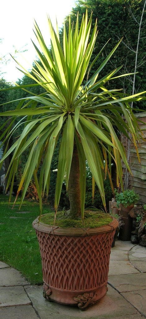 Round Basket Planter