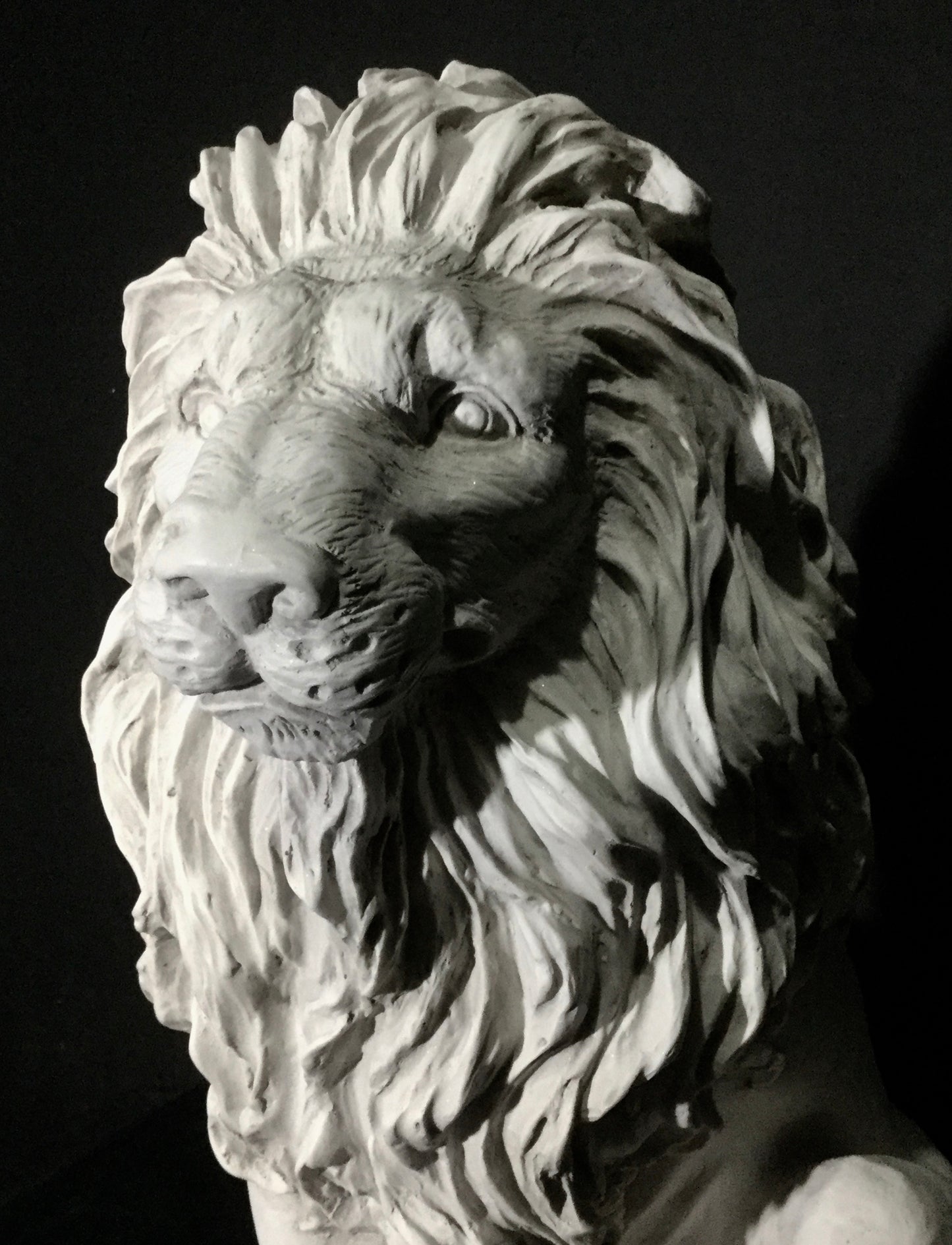 Lion Male