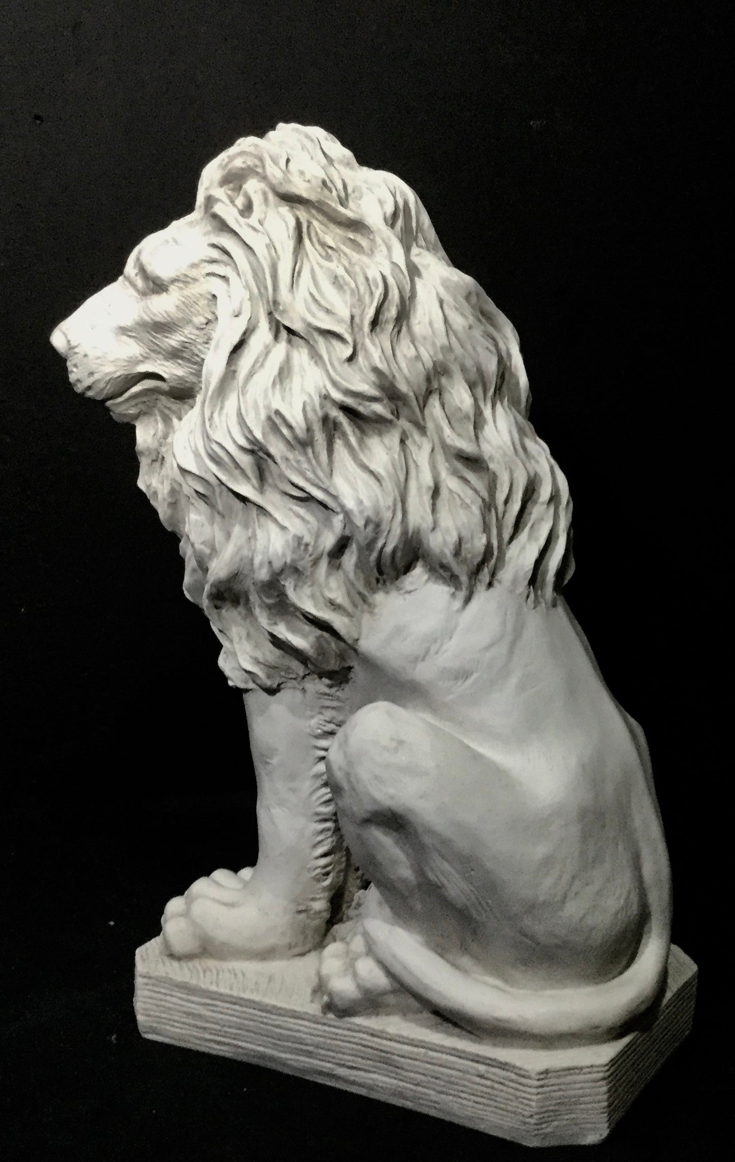 Lion Male
