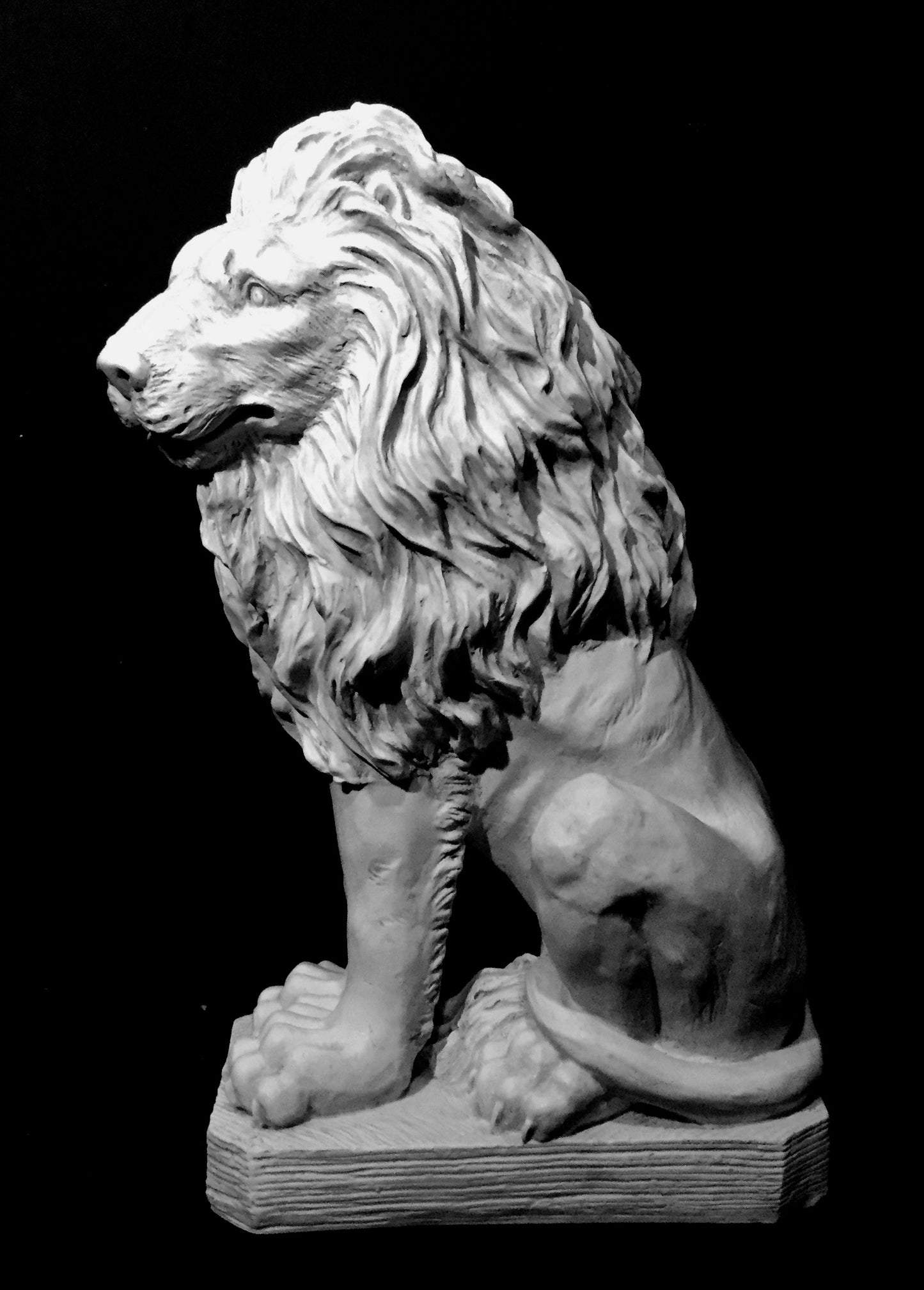 Lion Male