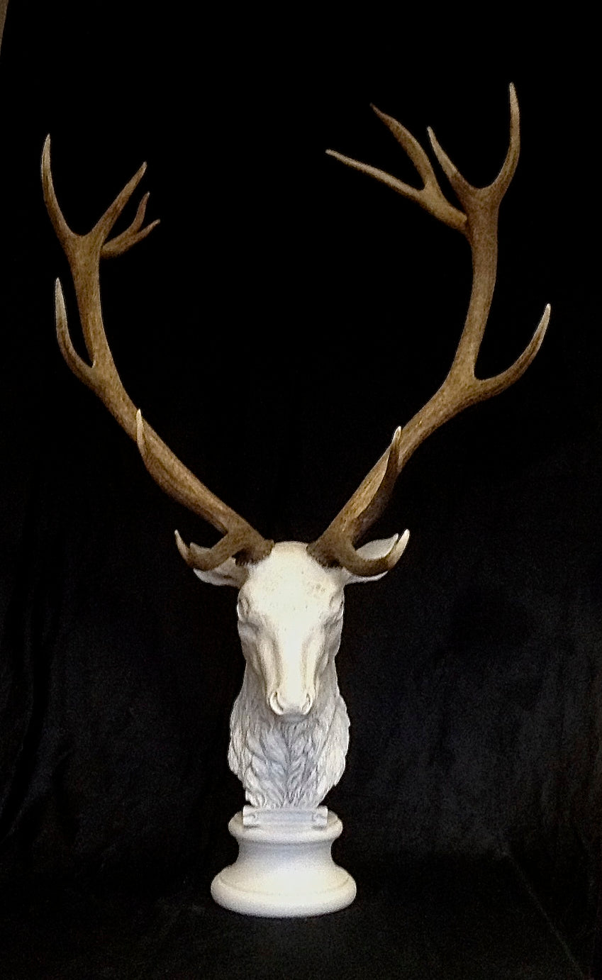 Deer Head With Natural Antlers