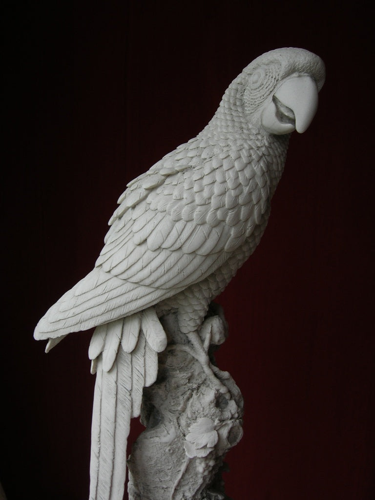 Bachelor Parrot