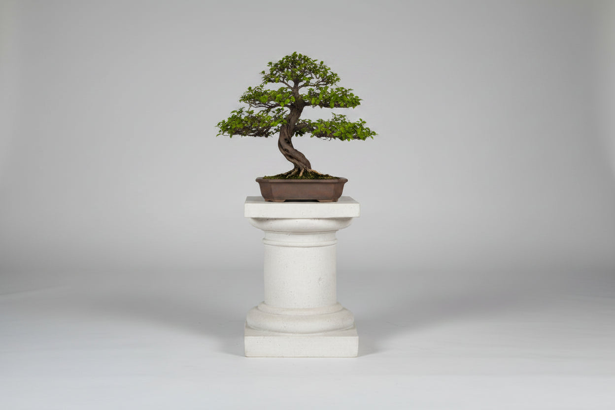 Small Classical Display Column – Chiselled Finish