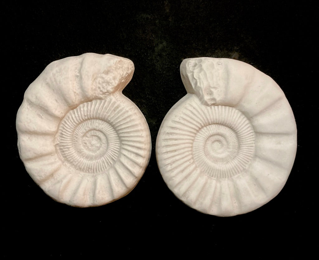 La paire d'ammonites
